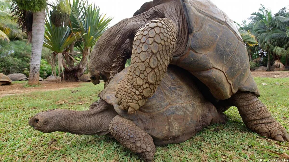 Огромные половые органы. Галапагосская черепаха спаривание. Половой орган черепахи.