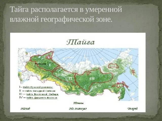 Географическое положение тайги 8 класс. Тайга на карте. Тайга располагается в умеренной влажной географической зоне.. Тайга на географической карте. Зона тайги на карте России.