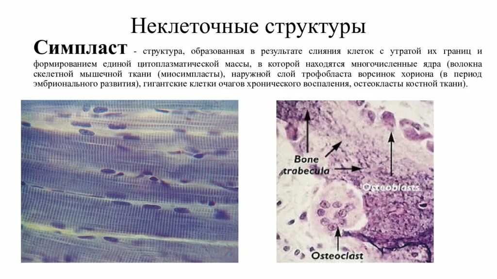 Неклеточные структуры организма гистология. Неклеточные структуры организма межклеточные вещества. Синцитий это гистология. Неклеточные структуры цитология.