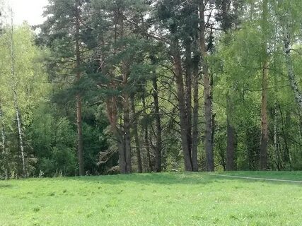 Леса ступино