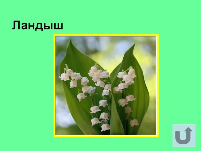 Песни со словами ландыши. Текст песни ландыши. Песни со словами ландыши. Текст песни ландыши. Песни со словами ландыши.
