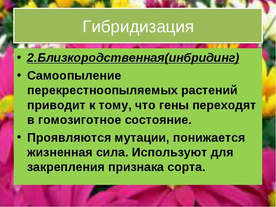 Гибридизация близкородственное скрещивание. Инбридинг растений примеры. Близкородственное скрещивание растений. Гибридизация в селекции. Гибридизация в селекции растений.