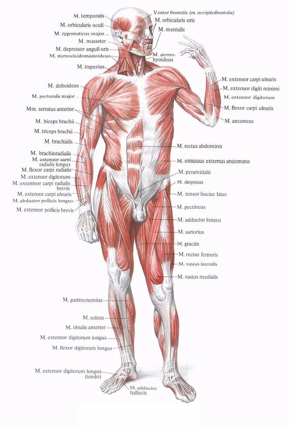 Миология человека мышцы. Мышцы человека схема расположения. Мышечная система спереди. Мышечный скелет человека с названиями. Главная мышца тела