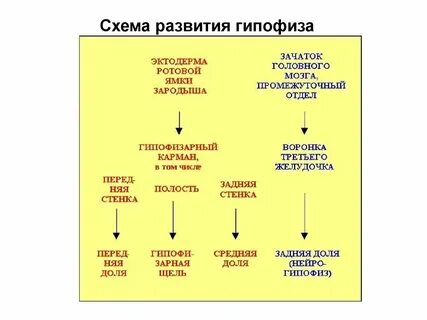 Гипофиз развивается