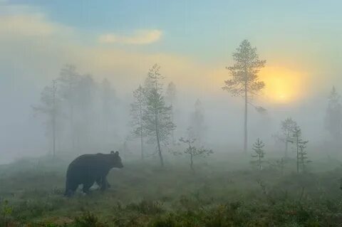 Ухожу в тайгу