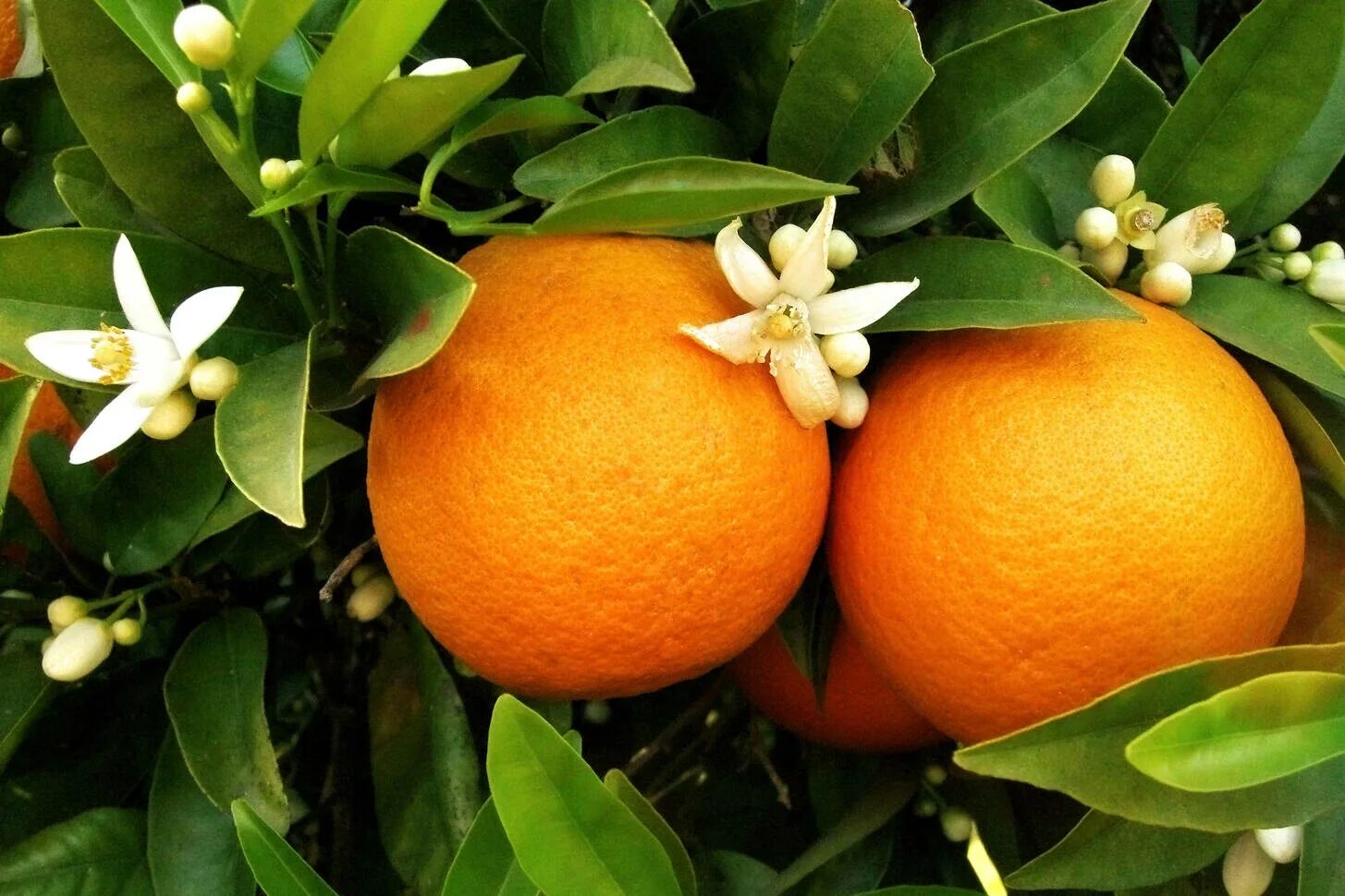 Урожайность апельсинов. Апельсин (Citrus sinensis). Апельсин c. sinensis "Вашингтон невел". Апельсины сорта Вашингтон навел. Померанец оранж.