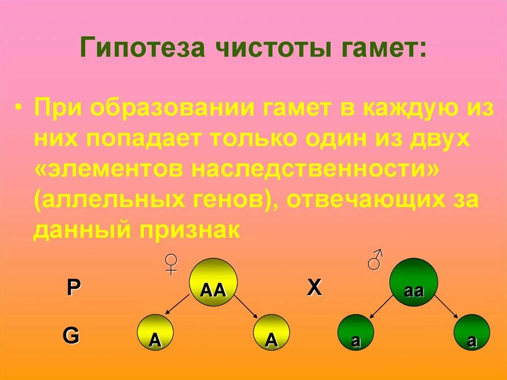 Дайте обоснование закону чистоты гамет. Бэтсон закон чистоты гамет. законы менделя закон чистоты гамет. закон гипотезы чистоты гамет. теория чистоты гамет.
