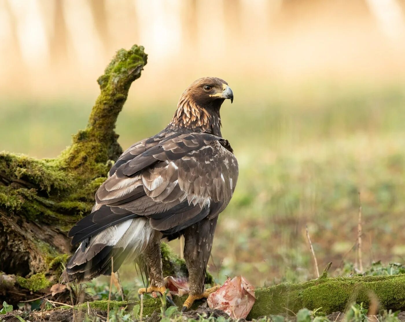 Натур птица. Беркут балобан. Птица Беркут Халзан. Беркут Aquila chrysaetos. Восточно Сибирский Беркут.