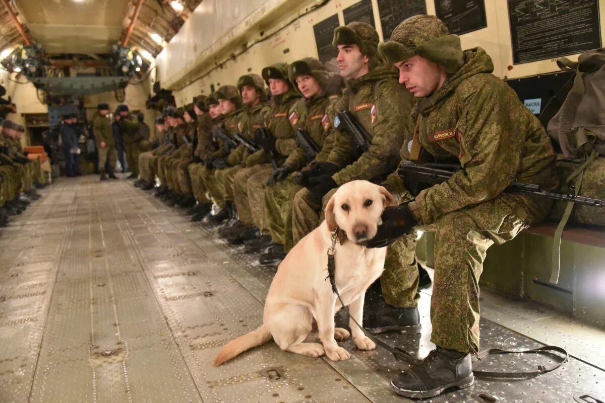 Ребята вернитесь живыми домой. Собака сапер. Собаки в армии России. Лабрадор в армии. Собака разминирование.