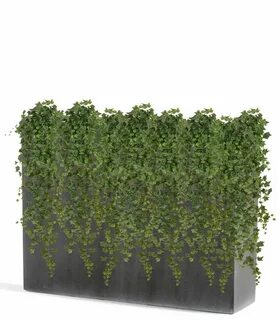Ivy big