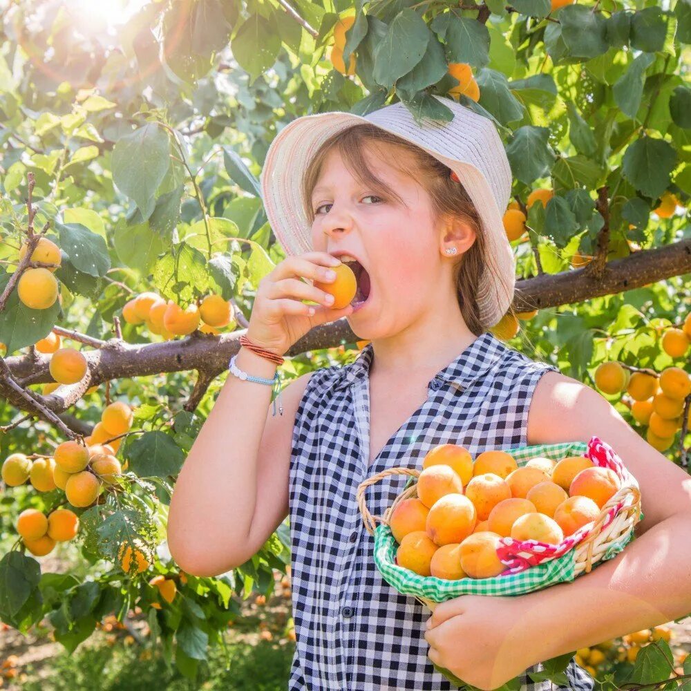 Фруктовый сад абрикос дети. Абрикос для детей. Ребенок ест абрикос. Нектарин манго и персик. Кушаем абрикос.