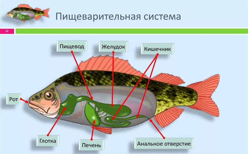 Пищевое отношение щуки и речного окуня. Строение пищеварительной системы рыбы рисунок. Строение пищеварительной системы окуня. Пищеварительная система рыб схема. Внутреннее строение рыбы.