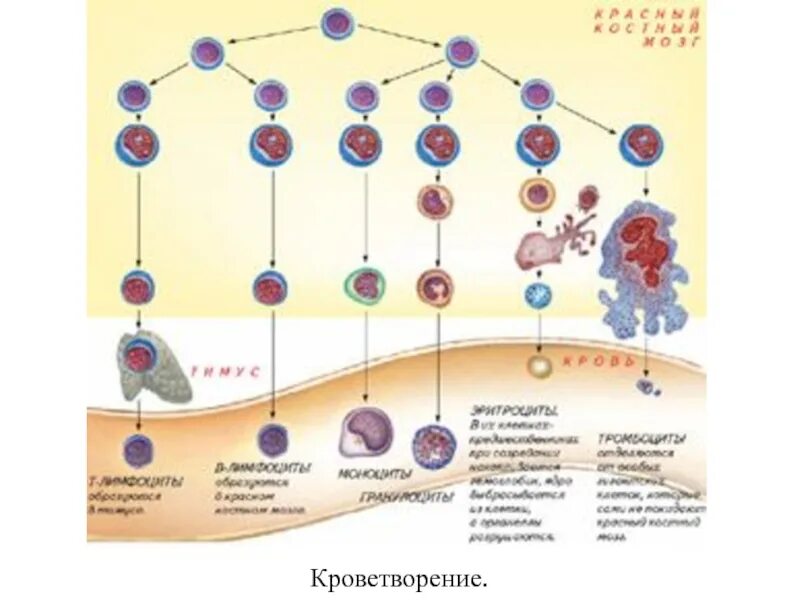 Постэмбриональный гемопоэз. Схема постэмбрионального гемопоэза. Схема кроветворения гистология. Гемопоэз схема кроветворения. Гемопоэз эритроцитов.