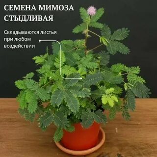 Мимоза стыдливая выращивание