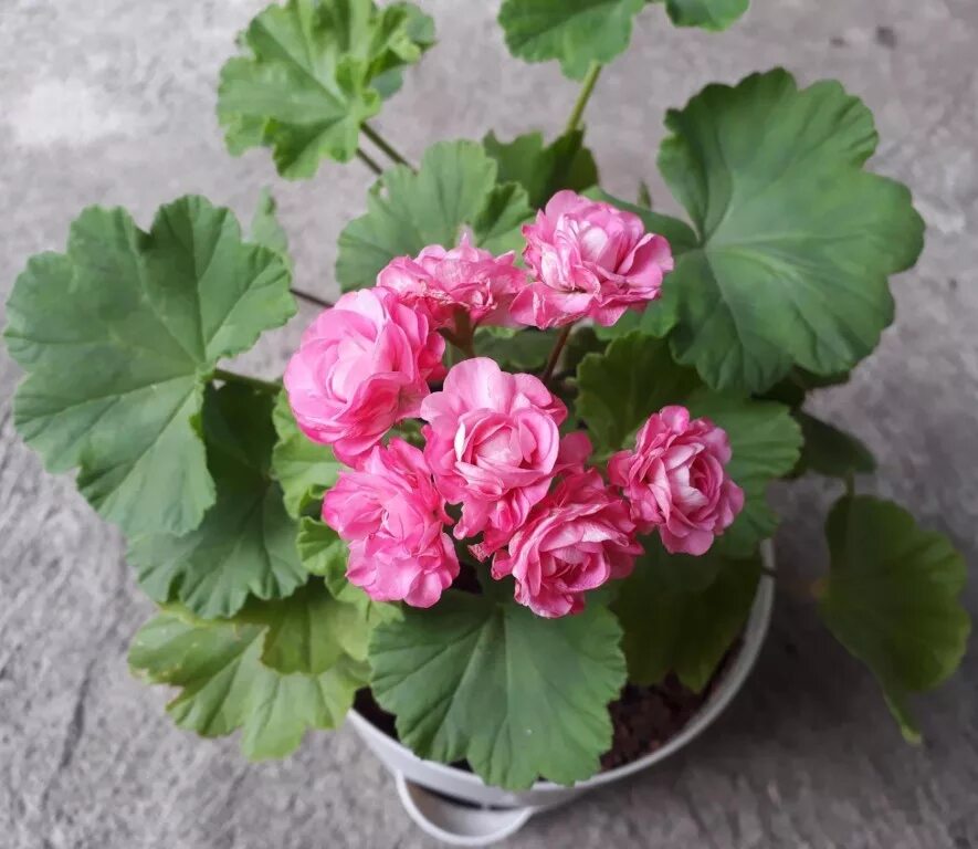 как укоренить плющелистная пеларгония. пеларгония australien pink rosebud. пеларгония зональная pac bergpalais. укорененный лист пеларгонии. как укоренить плющелистную пеларгонию.