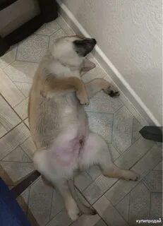 Щенок кобель