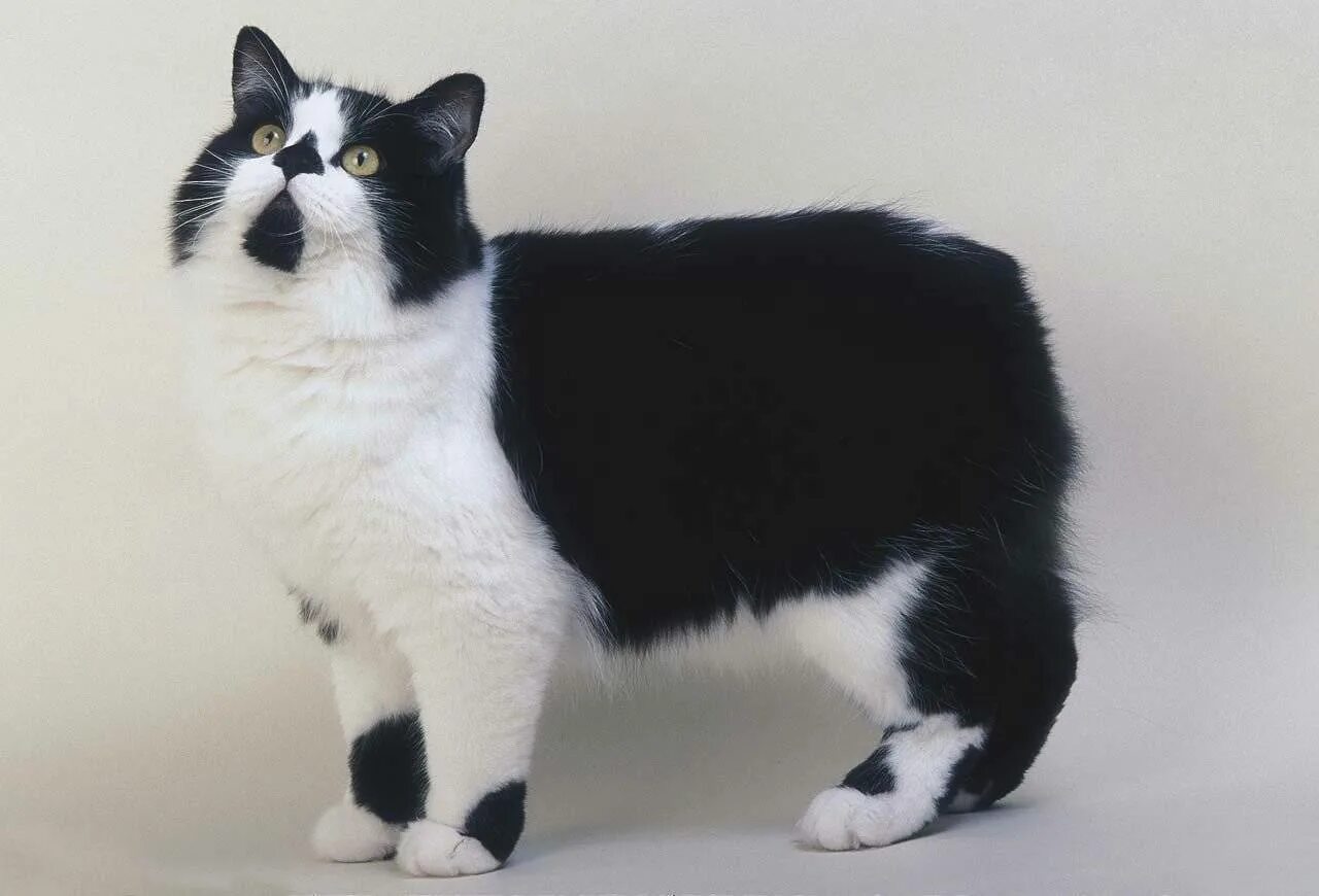Бобтейл Кимрик. Кимрик кошка - Мэнкс. Кимрик черный. Кимрик кошка черная