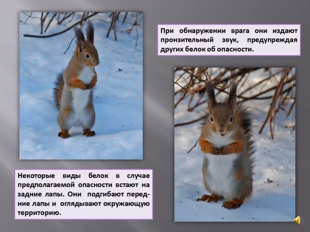 Сочинение описание белка 4 класс. Описание белки. сообщение про белочку. белка для презентации. белка доклад.