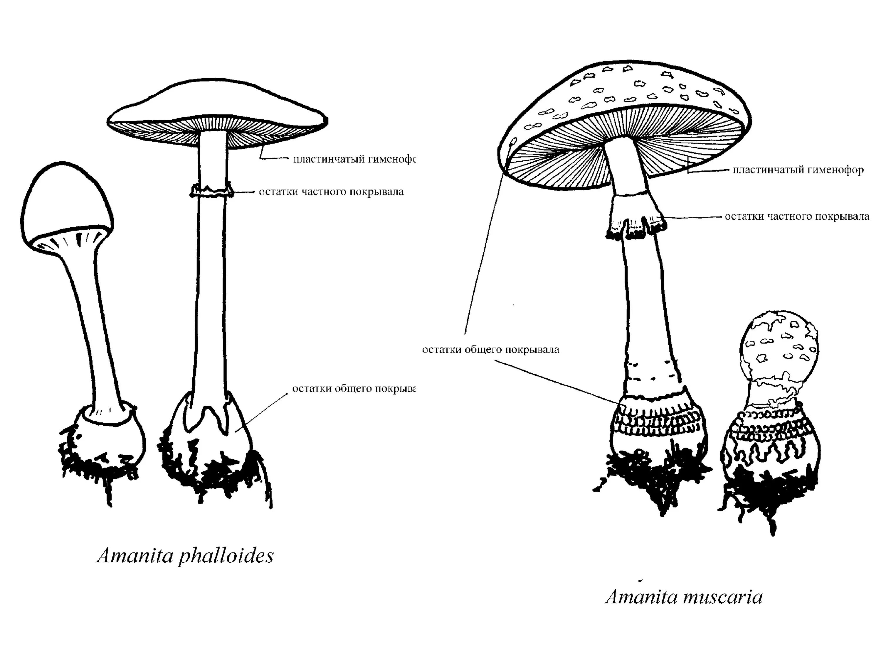 Гименофор у трубчатых грибов. Типы гименофора грибов. Пластинчатый и трубчатый гименофор. Шляпочный гриб рисунок. Мухомор трубчатый или