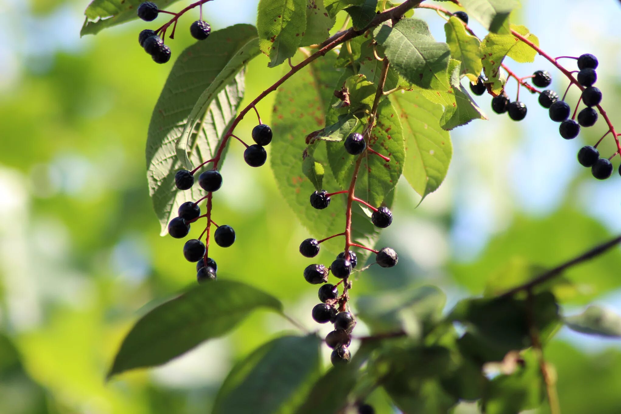 Маленькие черные ягоды. Черёмуха Маака. Черемуха обыкновенная черная. Черемуха Маака плоды. Черемуха Маака дерево.