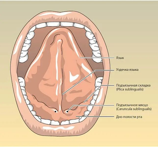 болит нижнее небо