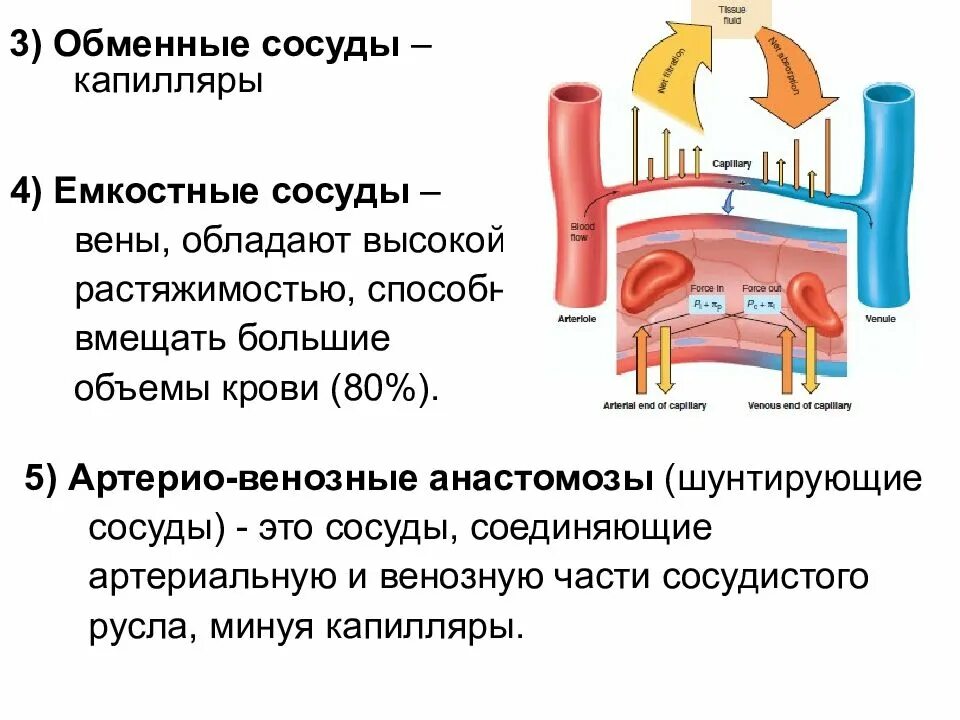 Какой сосуд называется. Емкостные сосуды физиология. Обменные сосуды(капилляры) физиология. Капилляры обменные сосуды. Шунтирующие сосуды это физиология.