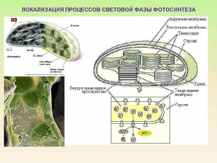 В хлоропластах синтезируется. Электронно транспортная цепь хлоропластов. Цепь электронного транспорта хлоропластов. Электрон транспортная цепь хлоропластов. Электрон транспортная цепь хлоропластов схема.