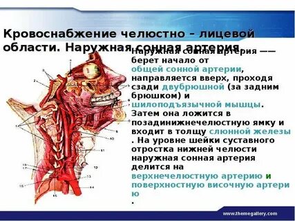Кровоток в мышцах