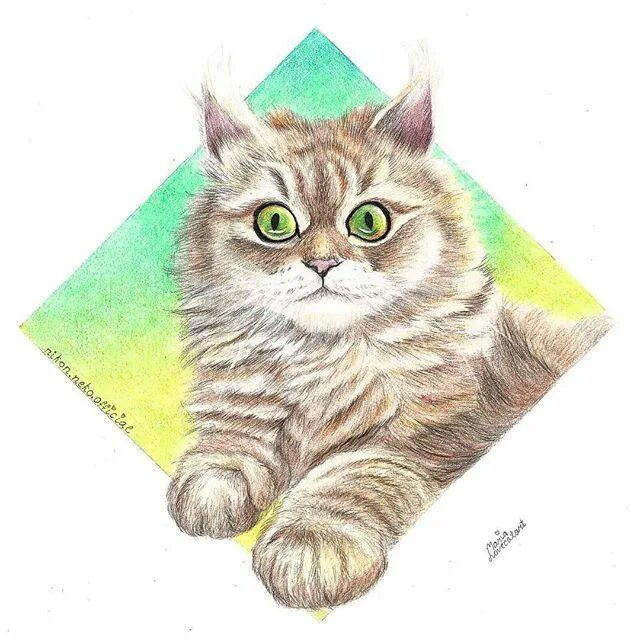 Cat s name is. Котенок портрет рисунок. Нарисовать портрет кошки. Эрмитажный кот рисунок. Портфолио с кошкой.