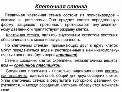 Прочная клеточная стенка растений состоит