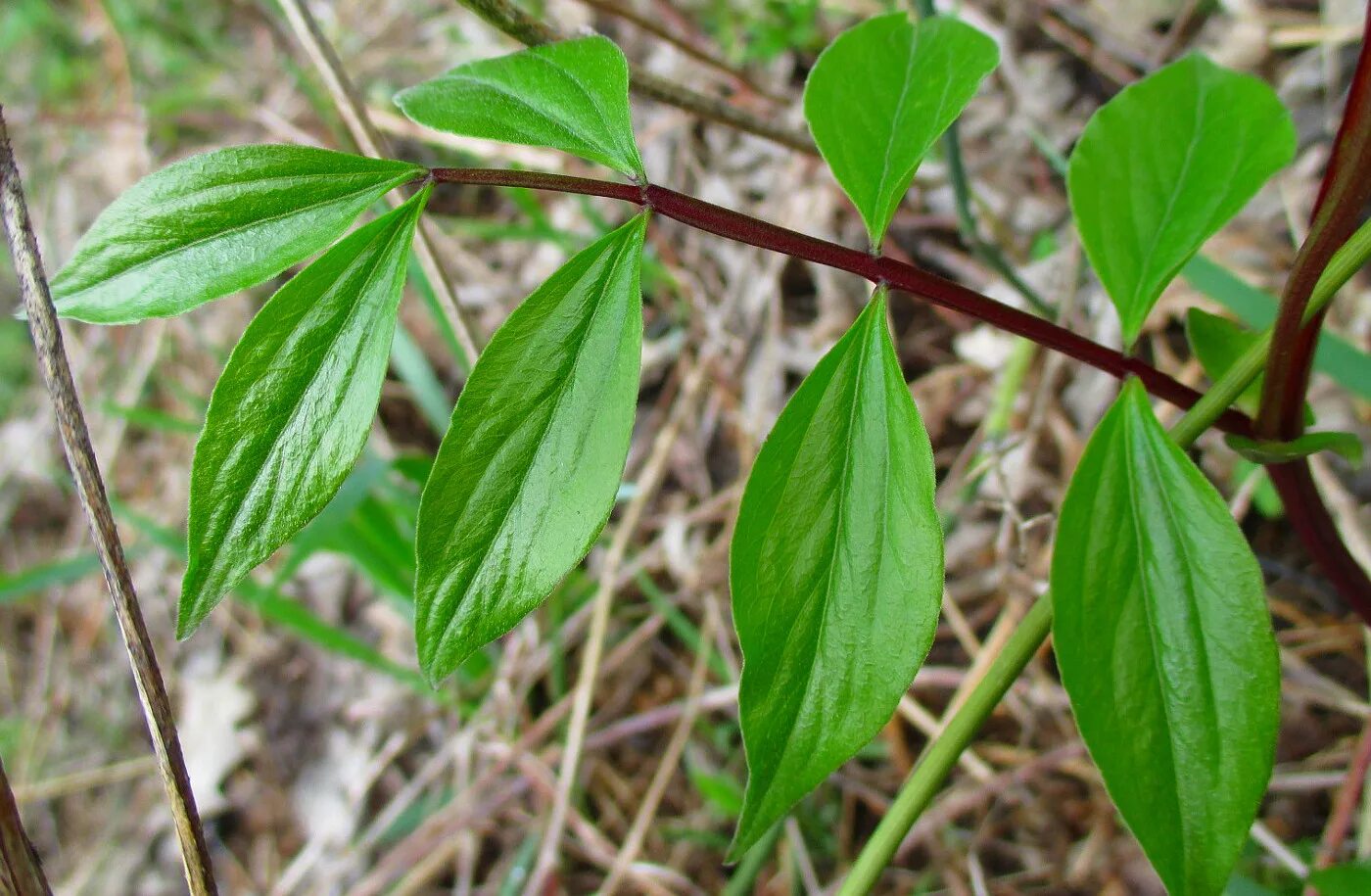 Чина луговая листья. Цветок чины луговой. Чина луговая астрагал. Чина луговая — lathyrus pratensis l. Лист чины луговой.