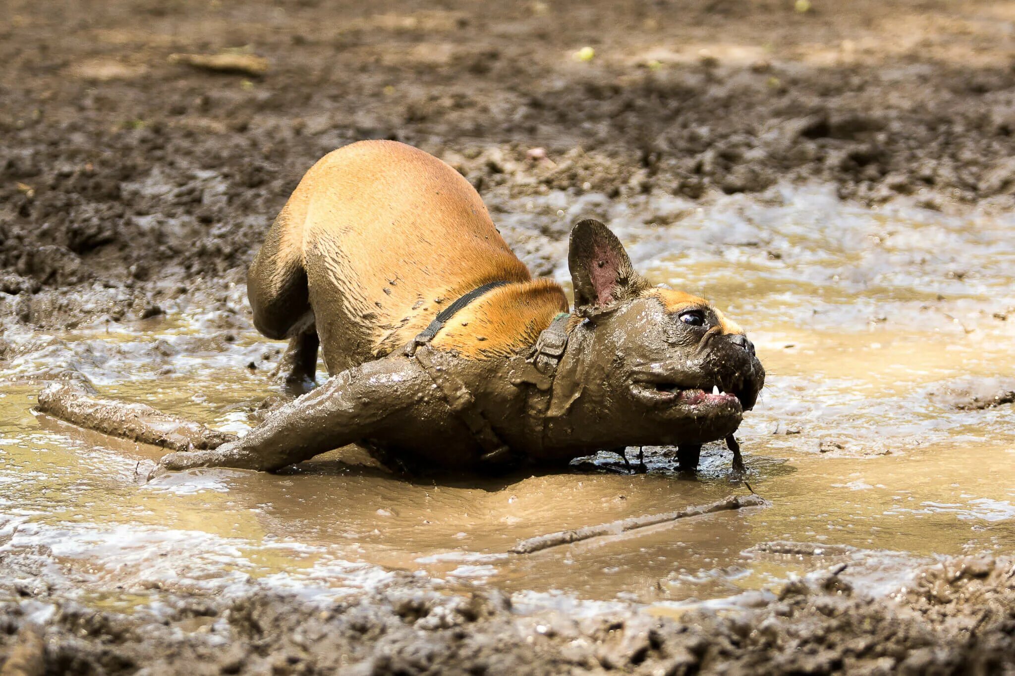 Почему собаки грязные. Собака в луже. Собака купается в грязи.
