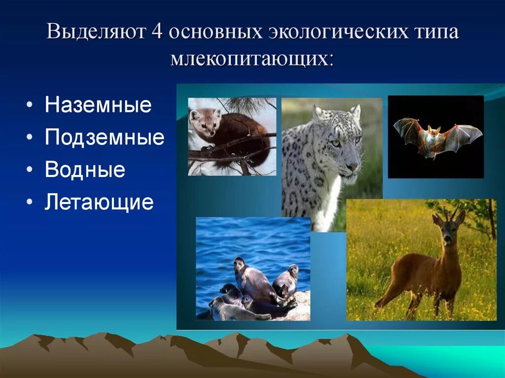 Экологические группы зверей. Многообразие млекопитающих. Экологические группы млекопитающих наземные. Типично наземные животные.