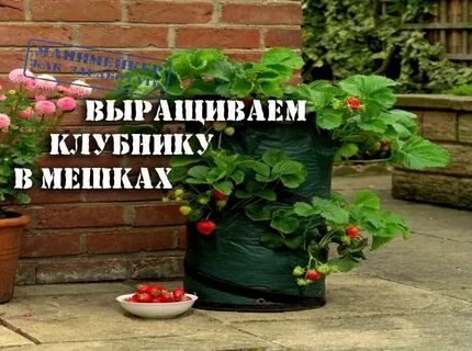 Дыня в мешке