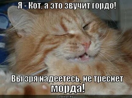 Гордая морда