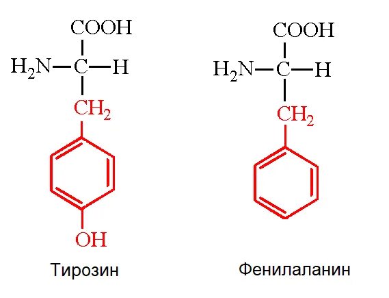 Тир формула. Формула фенилаланина в структуре. Формула структура тирозин. Тирозин формула химическая. Тирозин структурная формула.