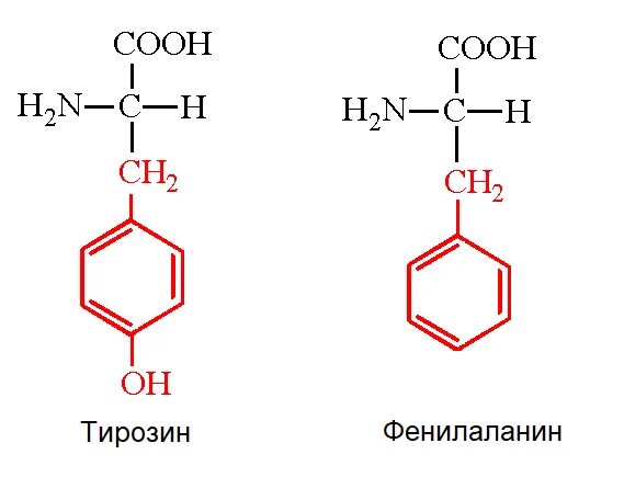 Фенилаланин формула химическая и структурная формула. Строение аминокислоты фенилаланин. Фенилаланин формула химическая. Фенилаланин химические. Фенилаланин в тирозин фенилаланингидроксилаза.