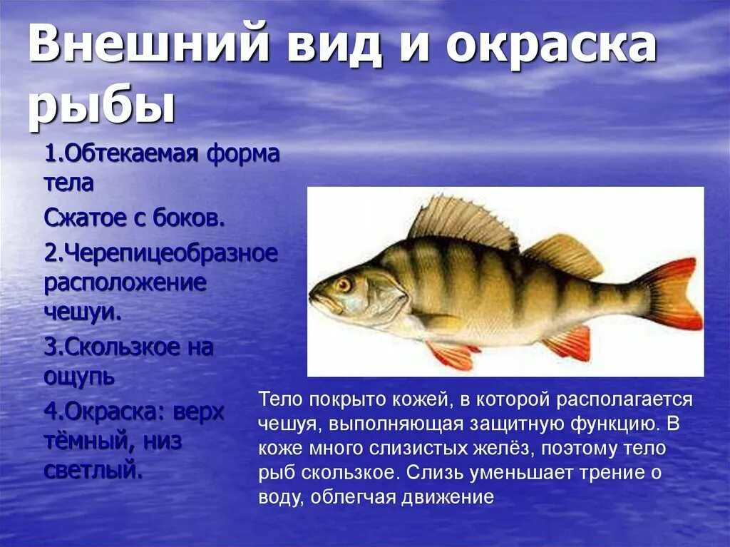 Окраска тела рыб. Тип окраски рыб. Окраска тела рыбы на брюшной и спинной сторонах. Какая окраска у рыб. Какую окраску имеют рыбы