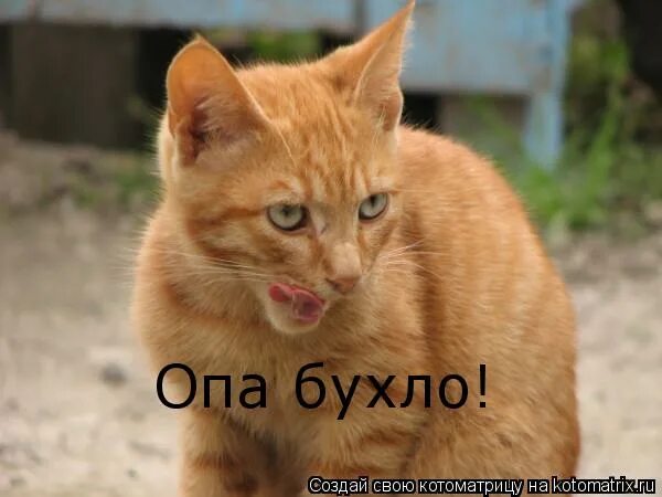 опа коты