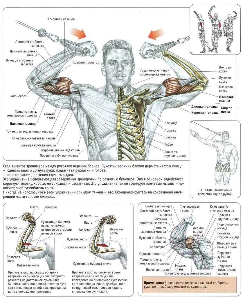 Основные мышцы для развития. Упражнения на трицепс в зале. Тренировка грудь бицепс трицепс. Упражнения на двуглавую мышцу руки. Список упражнений для мышц рук.