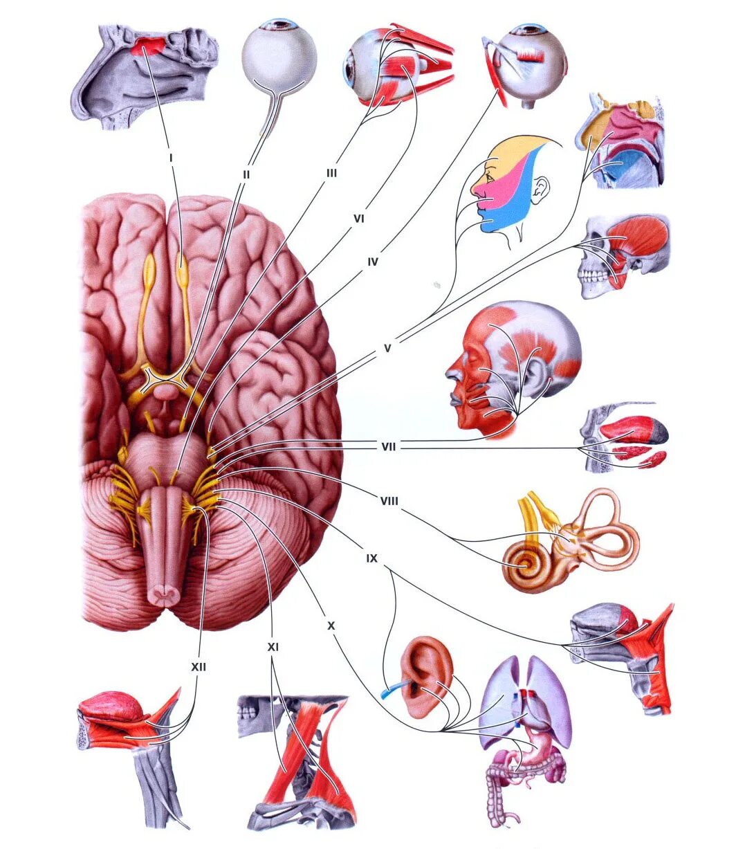 Пути черепных нервов. 12 Пар черепно мозговых нерв. 12 Пар черепно-мозговых нервов строение. 12 Пар черепных нервов анатомия схема. 12 Пар черепных нервов анатомия головного мозга.
