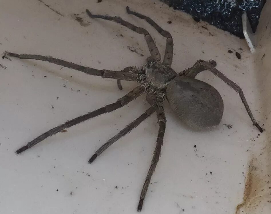 Паук без установки. Heteropoda venatoria паук. heteropoda venatoria гетеропода венатория. паук хантсмен чёрный. паук хантсмен австралии.