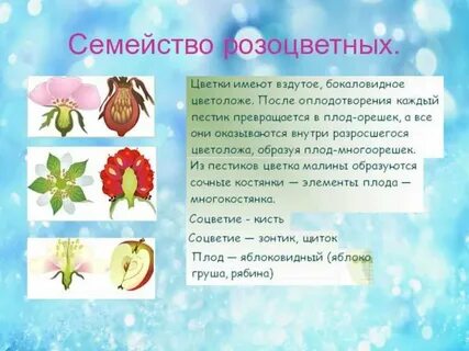 Сообщение по биологии 6 класс