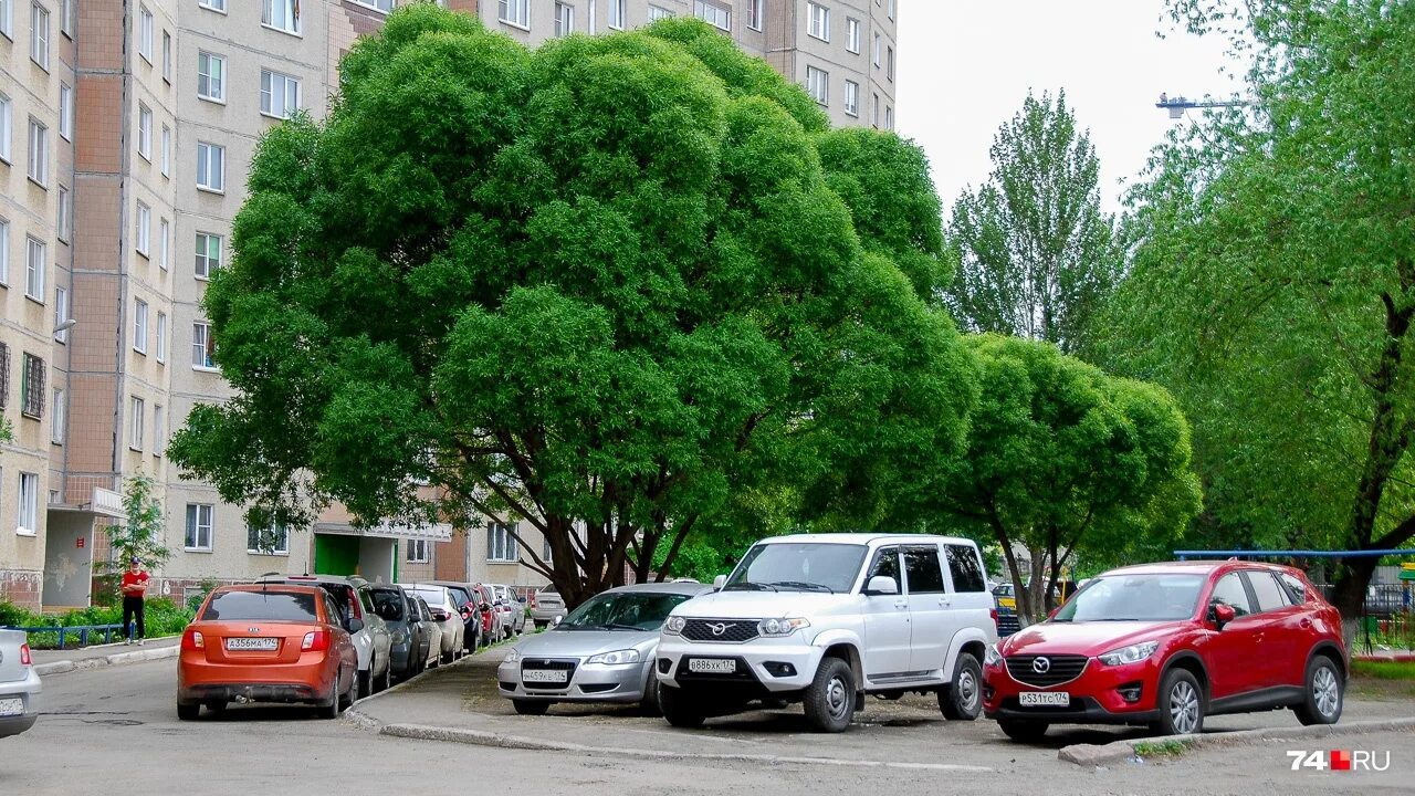 Вид городских деревьев. Деревья в городе. Зеленые деревья город. Деревья для озеленения города. Деревья в городе фото.