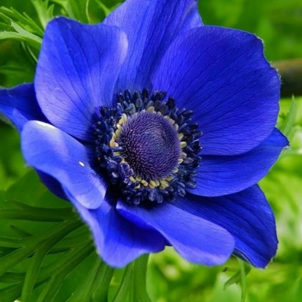 Синие ядовитые цветы. Анемона ветреница. Анемона корончатая (Anemone coronaria). Анемон ветреница. Анемона корончатая синяя.