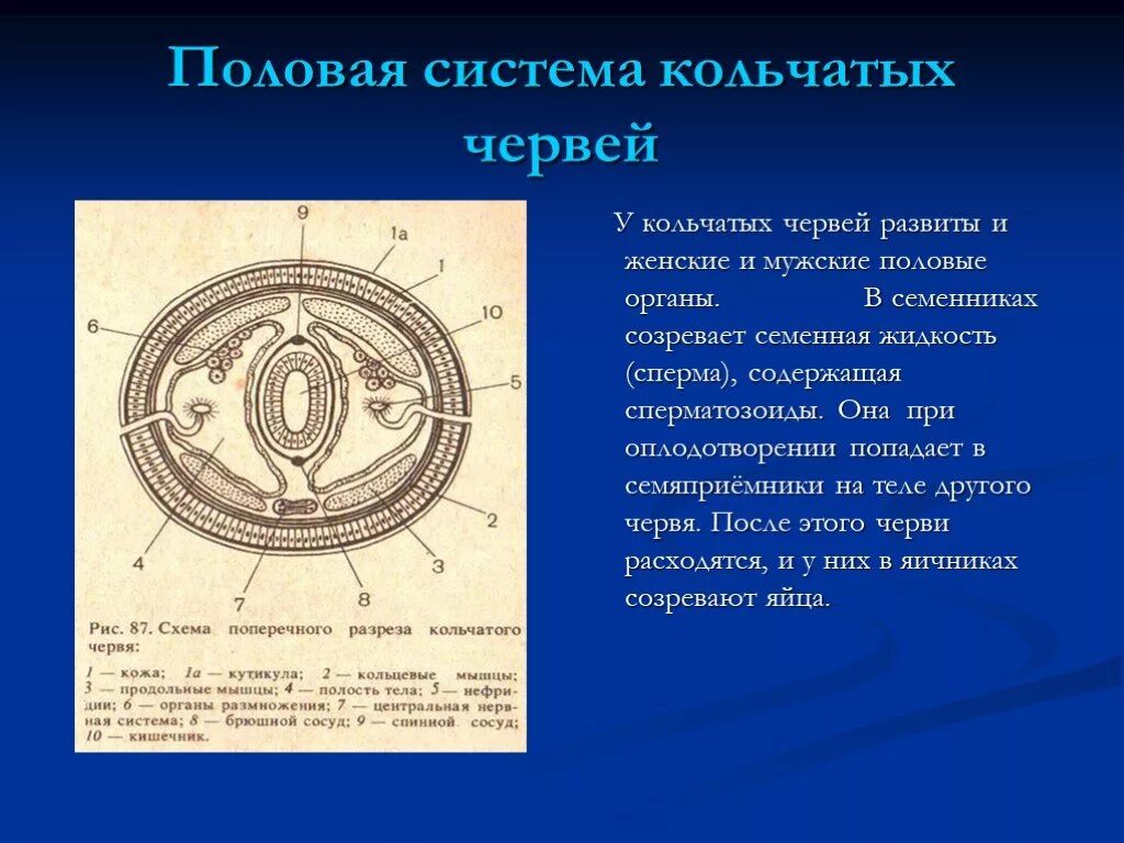 Кольчатые черви половая. Половая система органов у кольчатых червей. Строение и функции половой системы кольчатых червей. Мужская половая система кольчатых червей. Половая система и размножение кольчатых червей.