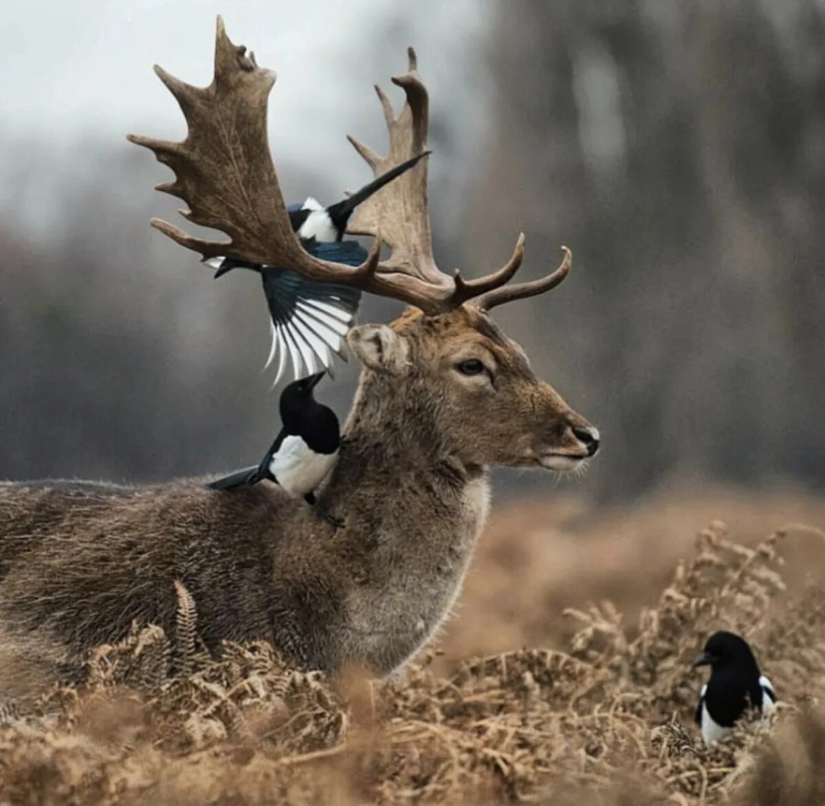 симбиоз оленя. птица и лось. симбиоз животных. олень с птицами. сохатый лось байкал.