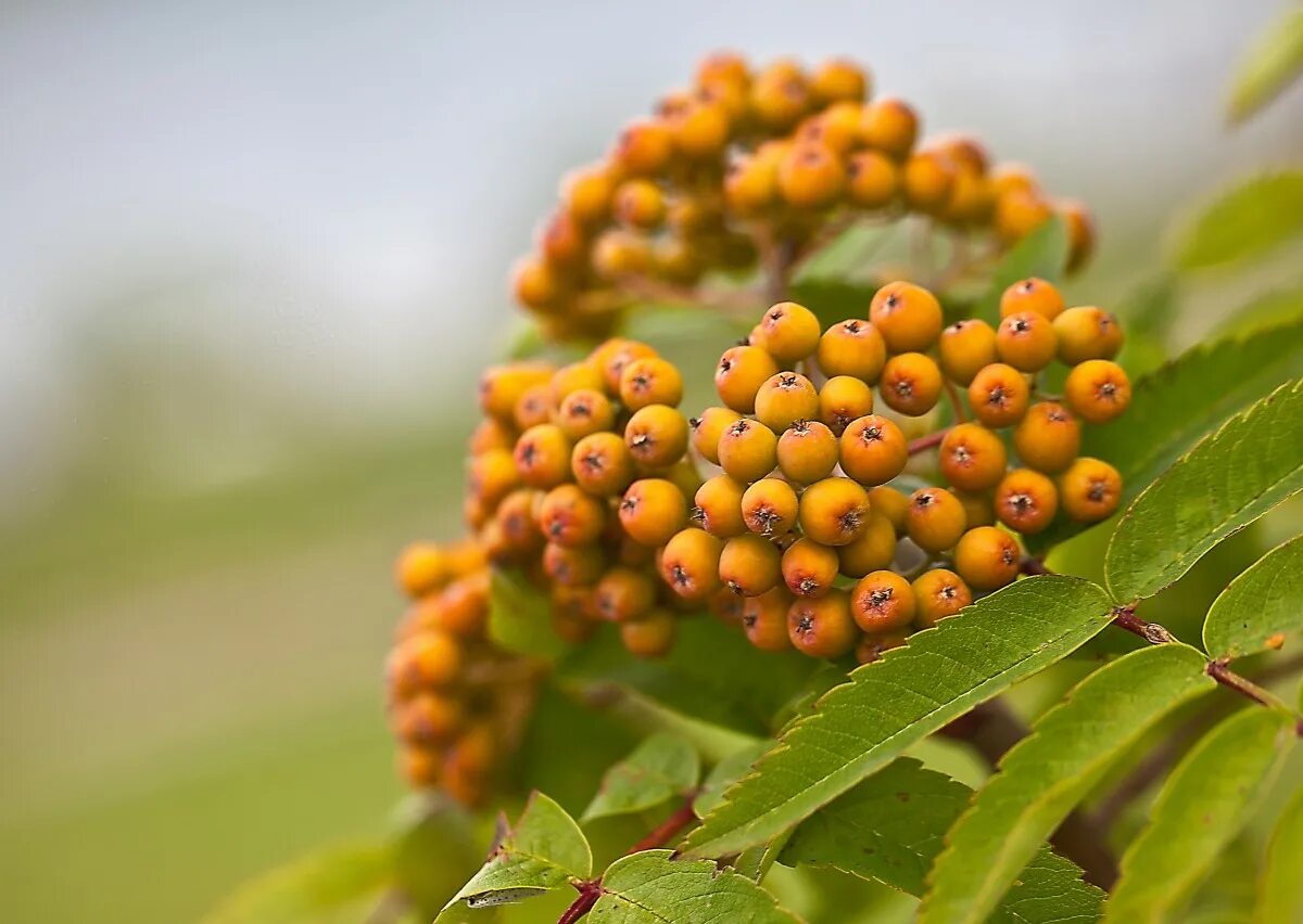 К осени созревают плоды зеленоватые. Рябина (Sorbus). Рябина обыкновенная Неспелая. Рябина обыкновенная плоды. Рябина обыкновенная ботаника.