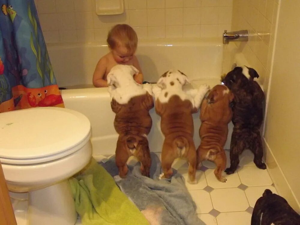 Собаки видео смешные для детей. Смешные дети и животные. Смешные малыши в ванной с животными. Собаки и дети приколы. Юмор с животными и детьми.