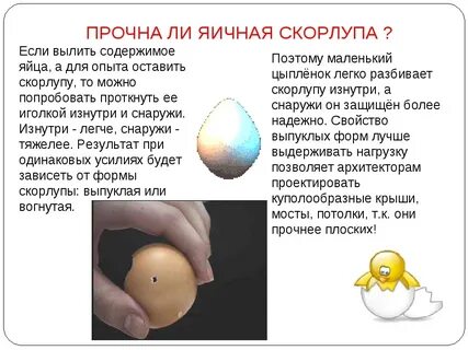 Можно ли давать скорлупу